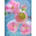 thumbnail image 1 of Gango Home Decor Flowering Quince II by Kathy Mahan (Printed on Paper); One 18x24in Fine Art Paper Giclee Print, 1 of 4
