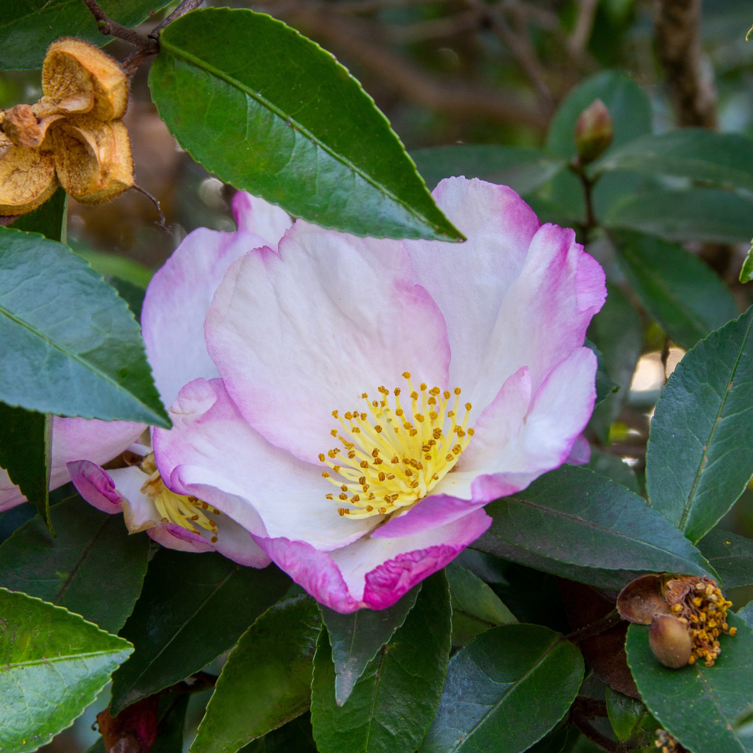 National Plant Network 3 gal. Camellia Sasanqua Northern Lights Shrub