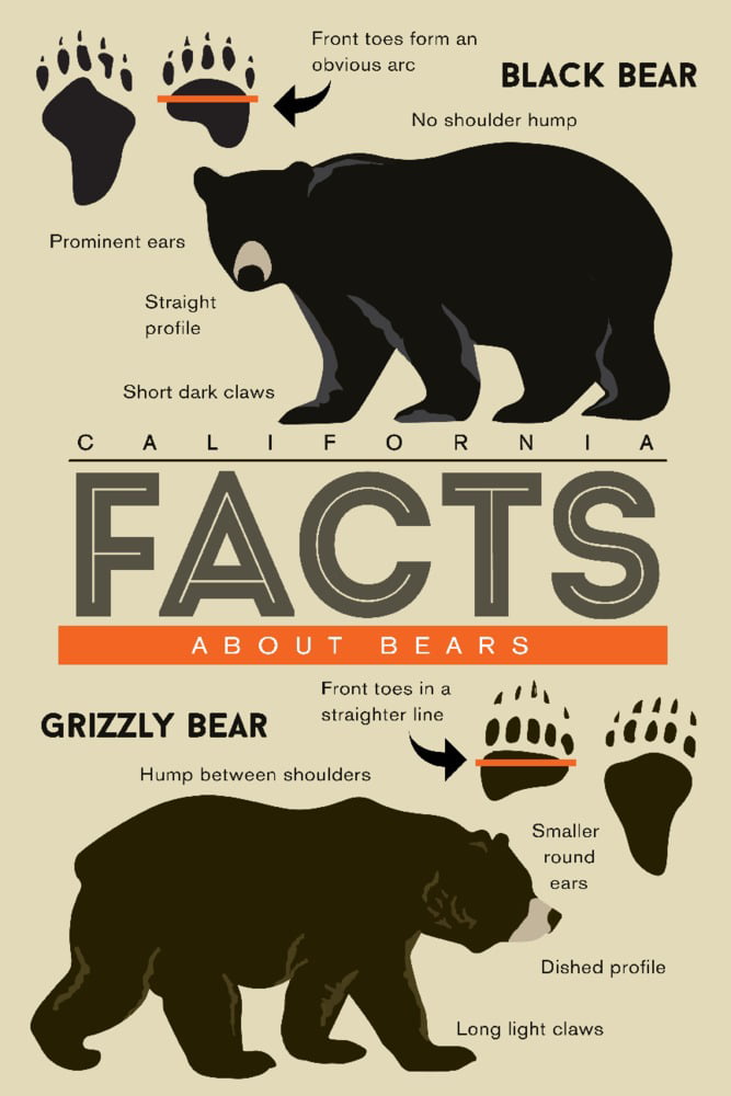 California, Facts About Bears, Grizzly and Black Bear (12x18 Wall Art Poster,  Room Decor) 
