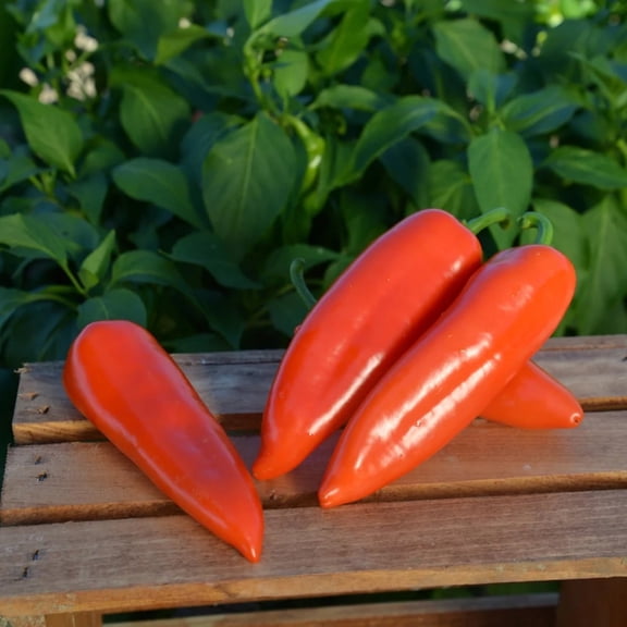 Harris Seeds - Darling Variety Pepper Seeds - 50 Seeds
