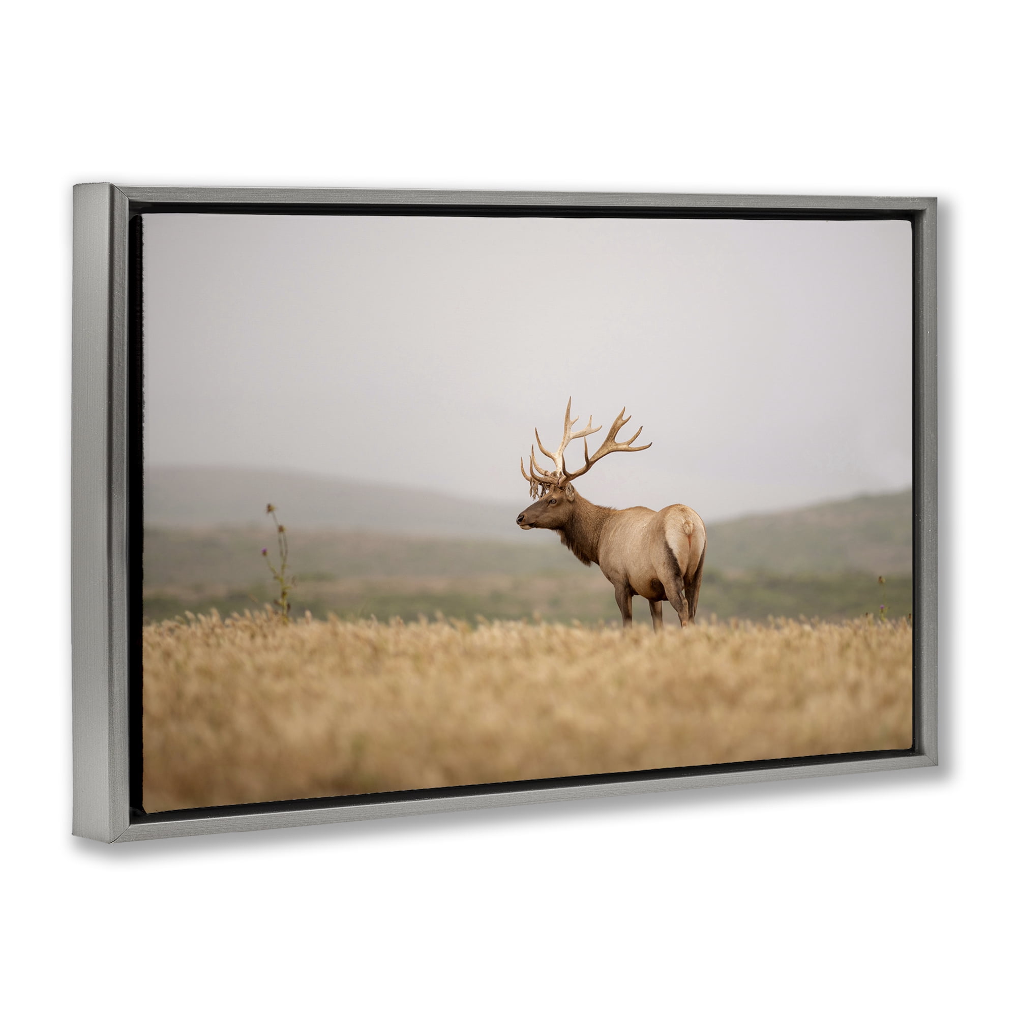 Stupell Industries Tule Elk Photography Landscape & Nature Photography Gray Floater Framed Canvas Art Print Wall Art, 25 x 17