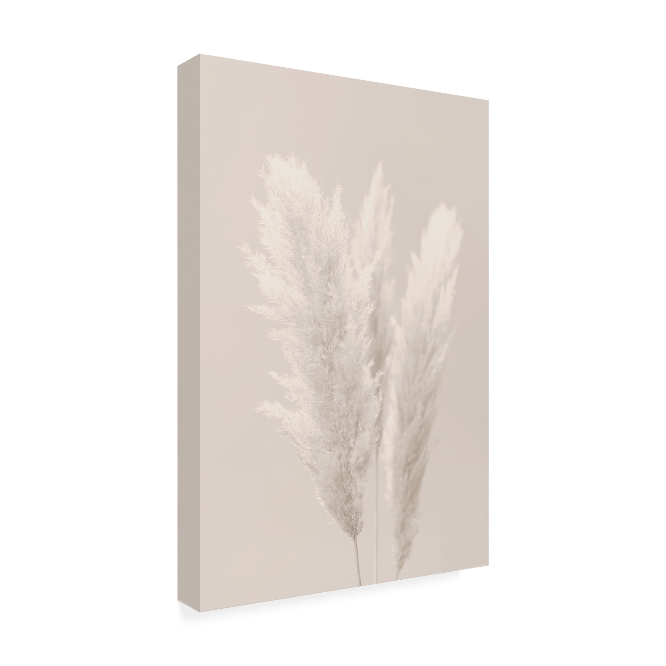 Trademark Fine Art Pictufy Studio Pampas Grass Canvas Wall Art