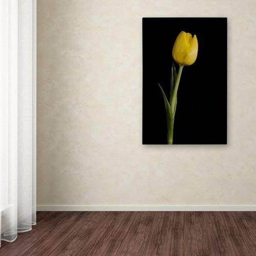 Trademark Fine Art 'Yellow Tulip Black Background 5' Canvas Art by PIPA Fine Art