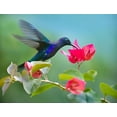 thumbnail image 2 of Fitzharris, Tim 32x25 Gold Ornate Wood Framed with Double Matting Museum Art Print Titled - Violet Sabrewing Hummingbird, 2 of 4