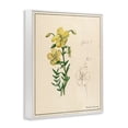 thumbnail image 2 of Stupell Industries Transitional Science Study Yellow Flower White Framed Giclee Art, 16 x 20, by Danielle Murray, 2 of 7