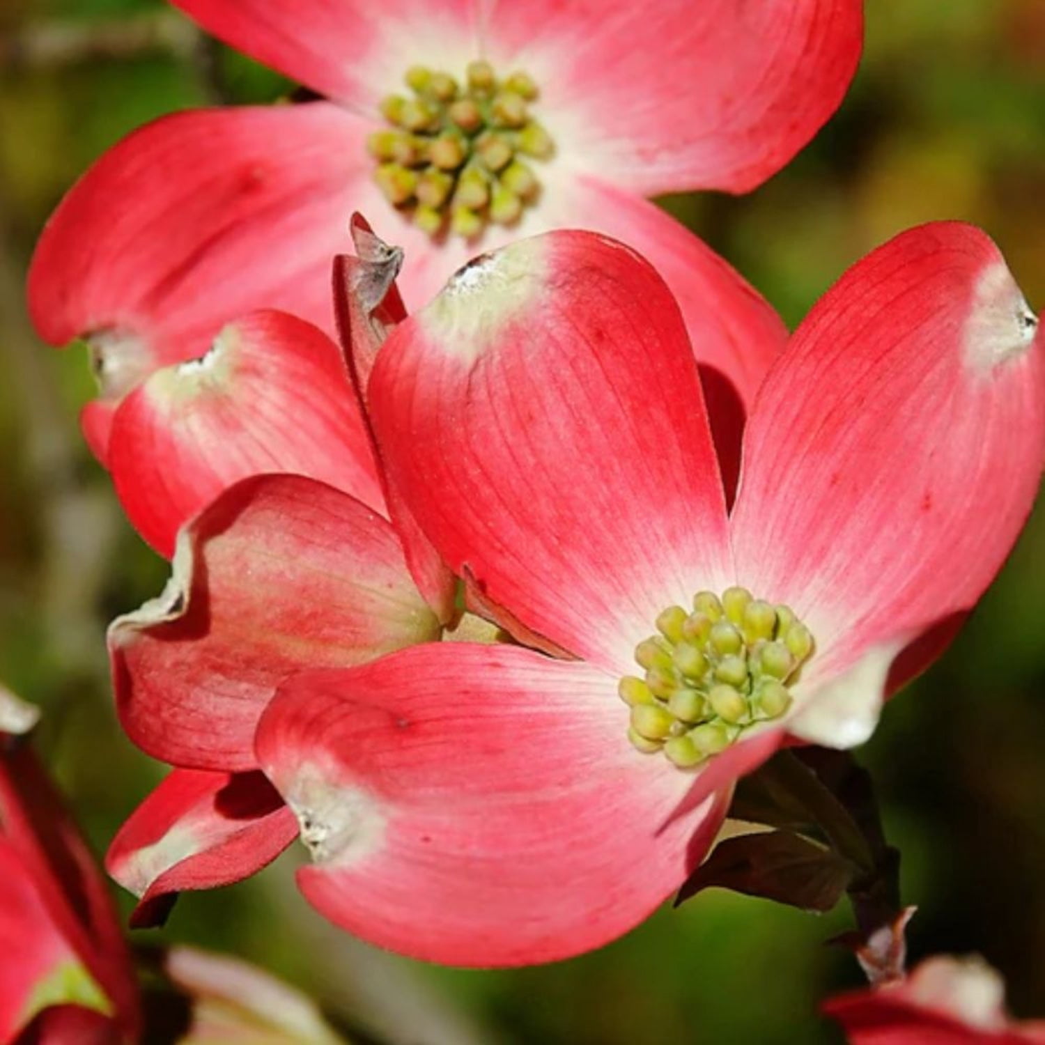Expert Gardener 2-3 ft tall Cherokee Chief Dogwood Live Tree in 5-Gallon Grower Pot