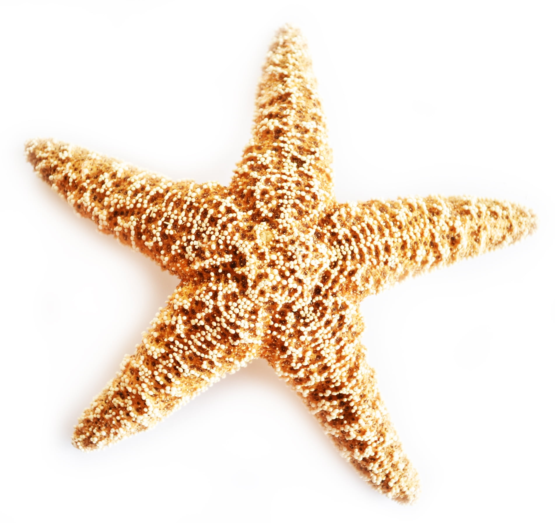 One Large Real Sugar Starfish (68") Beach Arts and Crafts, Coastal Cottage and Nautical Home