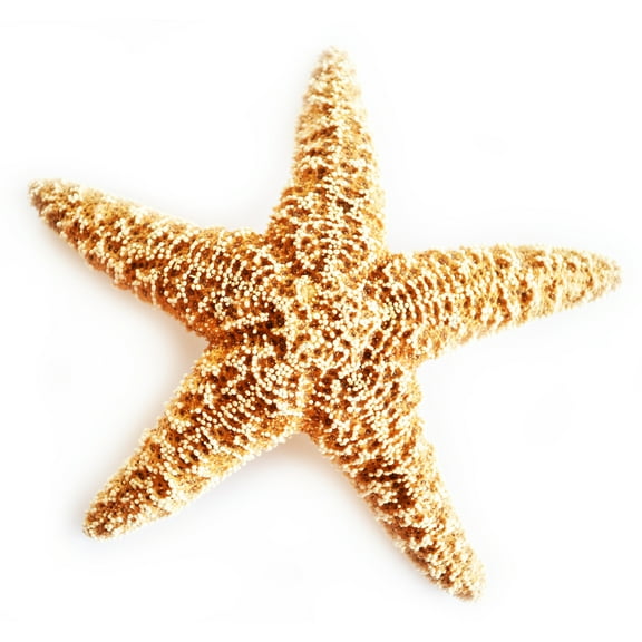 One Large Real Sugar Starfish (6-8") Beach Arts and Crafts, Coastal Cottage and Nautical Home Decor, Beach Weddings