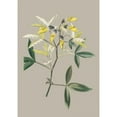 thumbnail image 3 of Cooke, E.W. 18x24 Black Modern Framed Museum Art Print Titled - Botanical Cabinet VI, 3 of 5