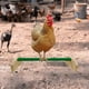 thumbnail image 4 of Perca polluelo, soporte de juego para loros, juguetes de entretenimiento y entrenamiento, Verde, 4 of 9