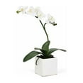 thumbnail image 3 of Torre & Tagus Orchid Potted Single Stem 16" - White, Ceramic, 3 of 3