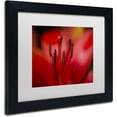 thumbnail image 2 of Trademark Fine Art "Red Lily Pistils" Canvas Art by Kurt Shaffer, White Matte, Black Frame, 2 of 4