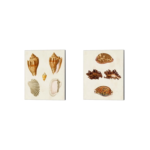 Great Art Now Knorr Shells B by George Wolfgang Knorr 2 Piece Canvas Art Set Each 12"W x 15"H