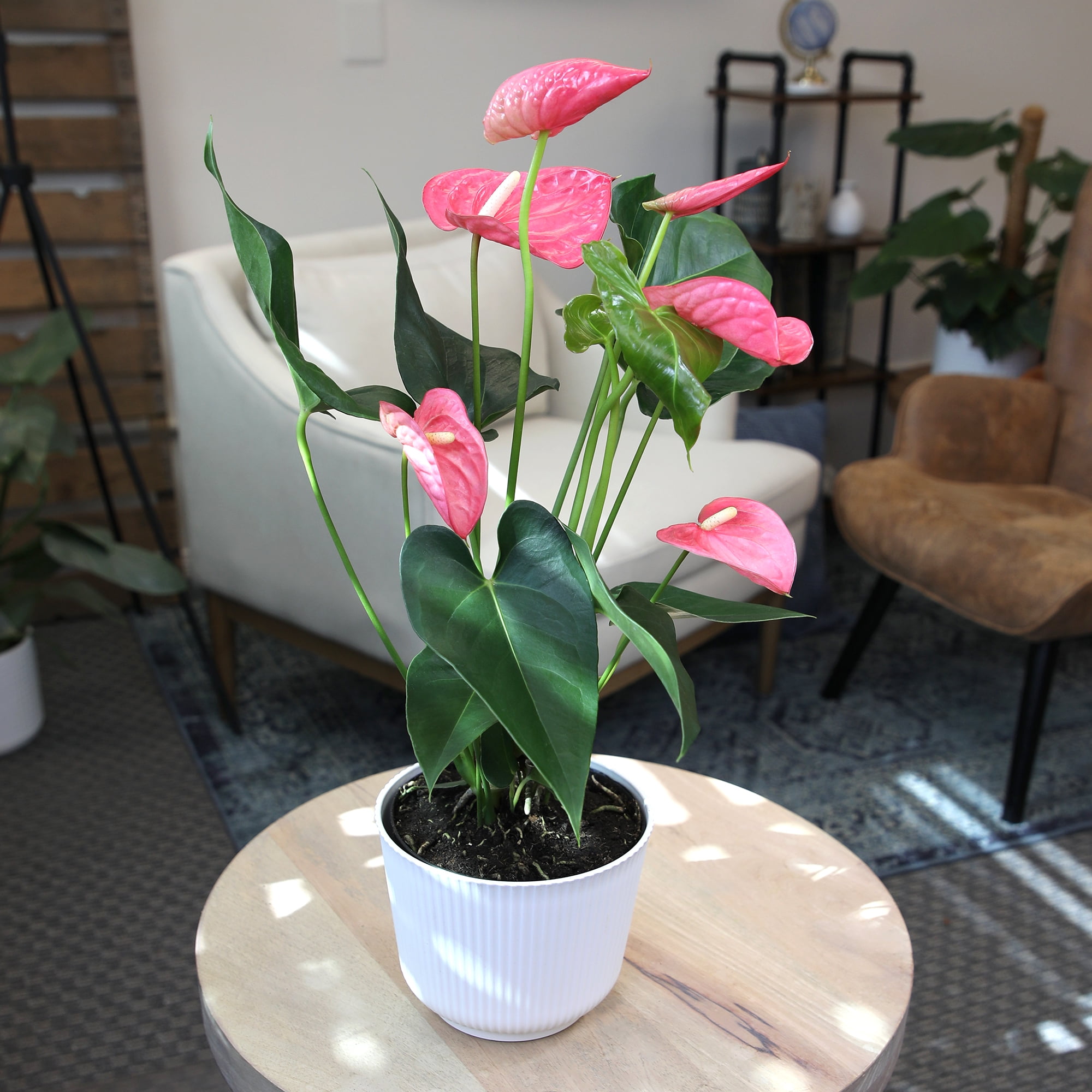 Altman Plants Pink Mix Anthurium Plant Gift, White Pot, 14-18" Tall Clean Air House Plant
