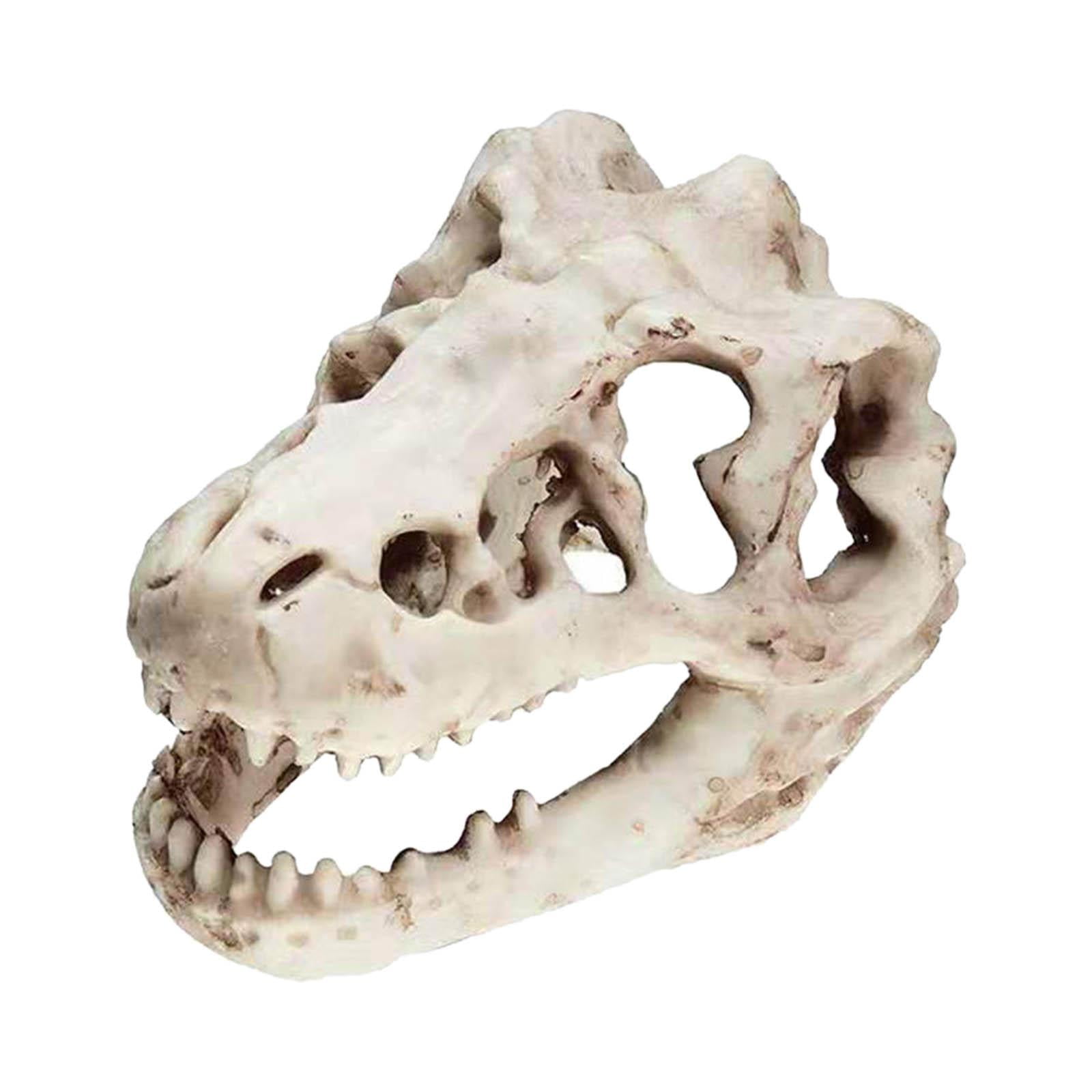 Details about   Wolf skull model Skeleton  Fish tank reptile pet Landscaping Gypsum white 