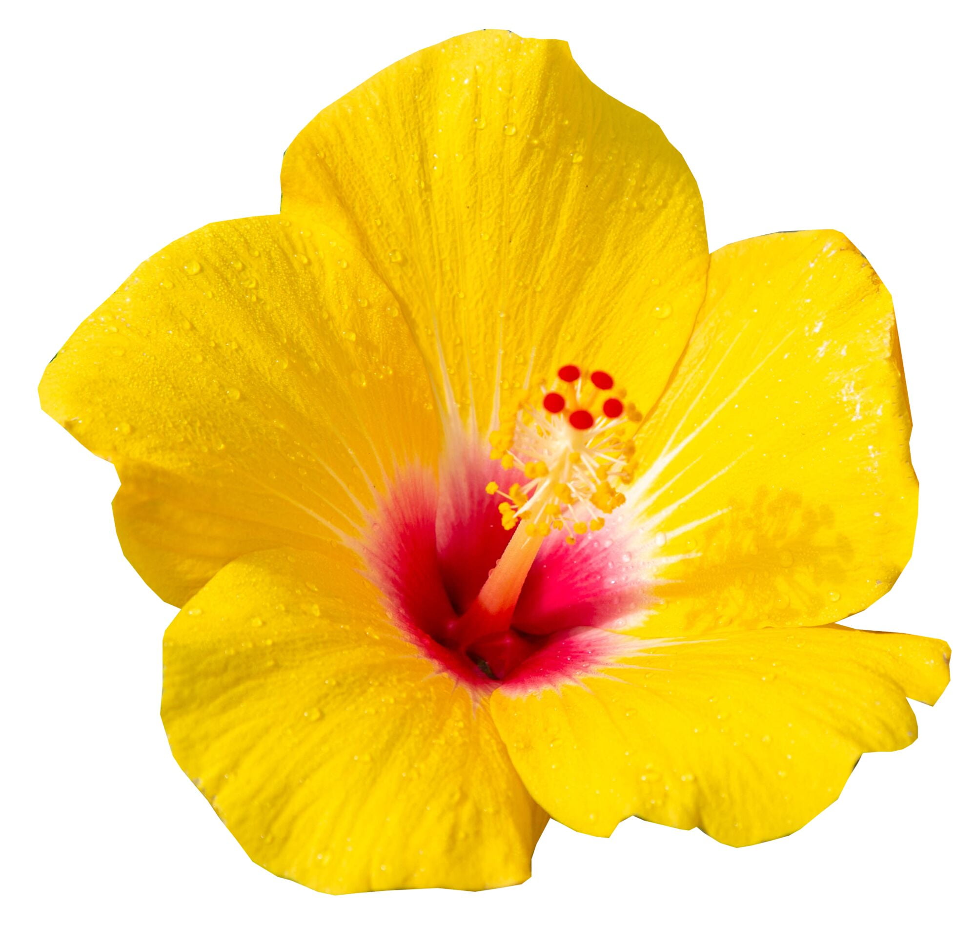 Island Blooms Live Indoor 14in. Tall Hibiscus Plant in 5in. Grower's pot