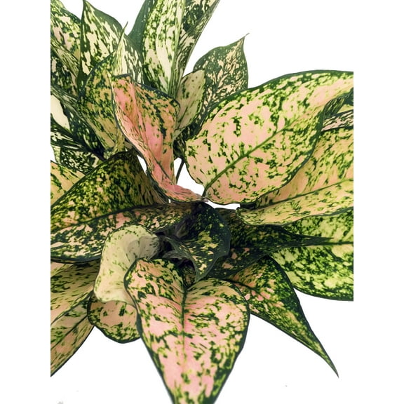 Etta Rose Chinese Evergreen Plant - Aglaonema - Grows in Dim Light - 6" Pot