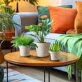 thumbnail image 3 of T4U 6 Inch Flower Pots 10-Pack - Small Plastic Planter with Drainage Hole and Saucer, Decorative Nursery Plant Pot Bulk for African Violet, Snak, 3 of 9