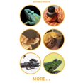 thumbnail image 4 of Reptile Feeding Bowls Terrarium Plate Reptile Feeder Amphibian Feeding Bowl for Frog Tortoise Bearded Dragon Turtle,L, 4 of 5