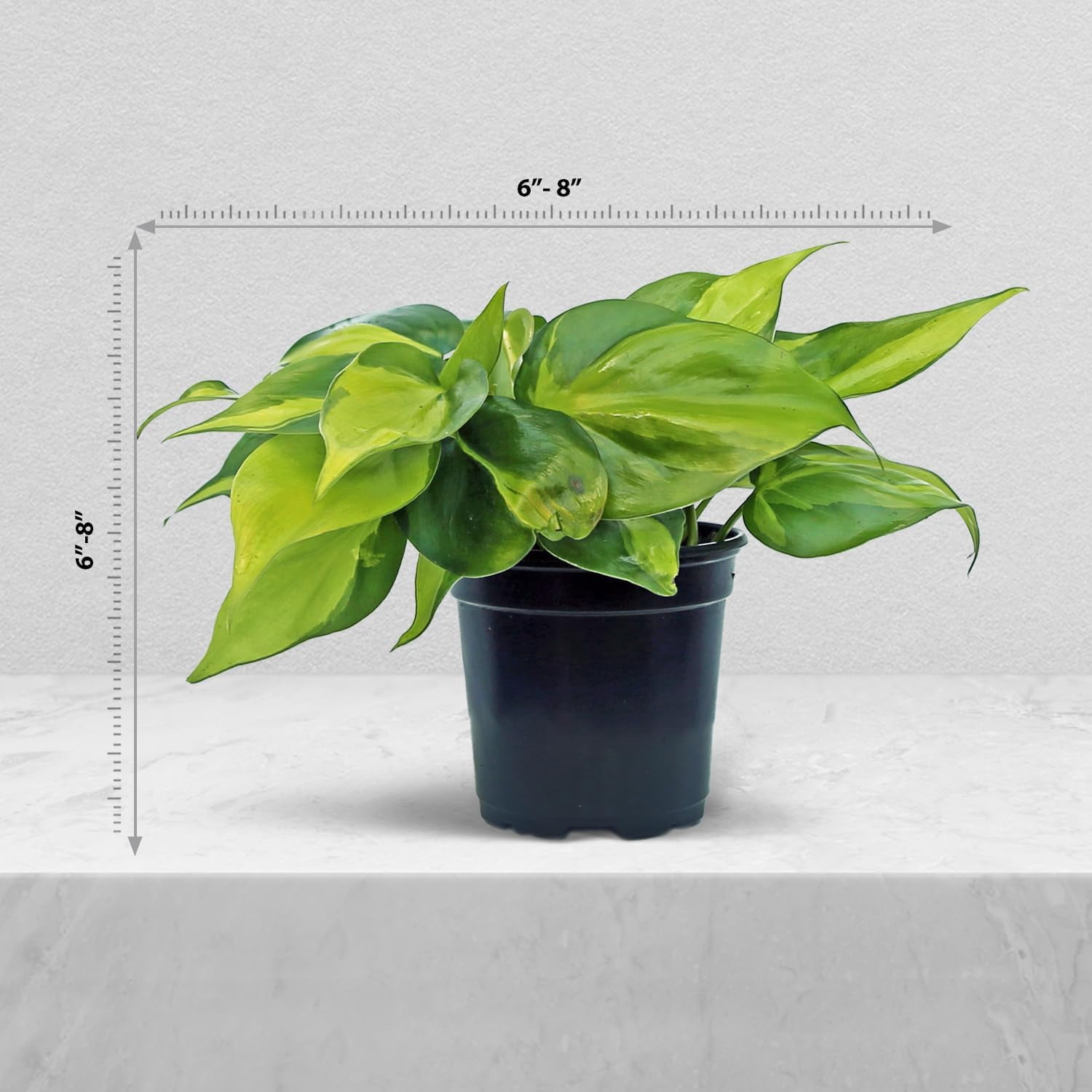 4 Pack Live Brazilian Philodendron, Variegated Philodendron, Trailing Indoor Potted Plant, Fully Rooted Air Purifier, Christmas Gift, Easy to Grow Houseplant in 4" Pot