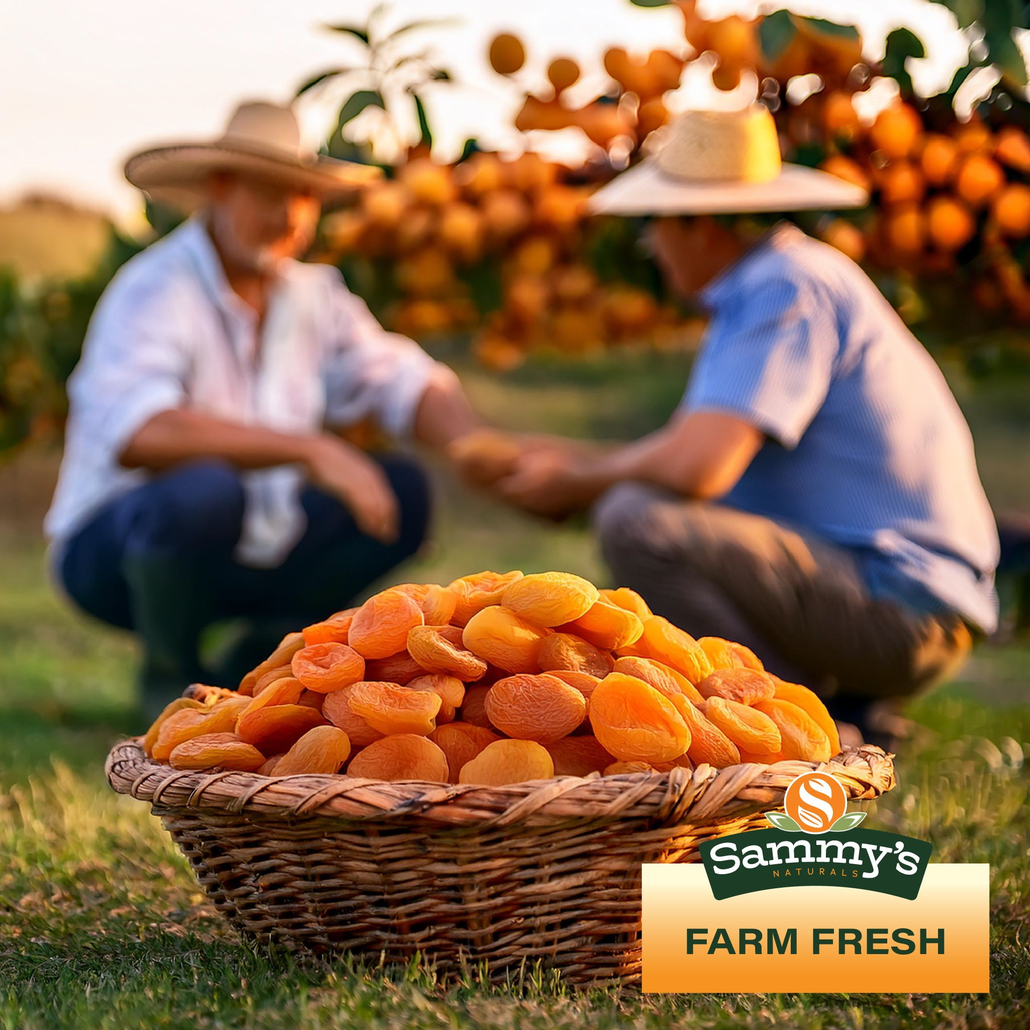 Sammys Naturals Turkish Sun-Dried Apricots, Pitted, No Sugar Added, Gluten-Free Vegan Kosher, Bulk Bag (32oz - 2 lb)