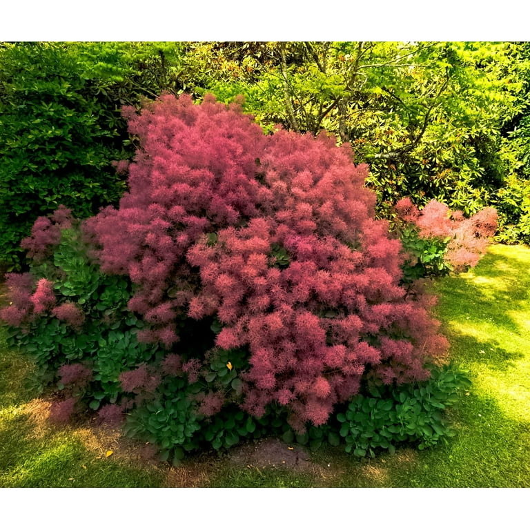 Cz Grain 40 Smoke Tree Bonsai 'Cotinus Coggygria' Plant Seeds, Pink