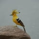 thumbnail image 3 of Estatuilla decorativa,Abubilla animal artificial,Decoración del jardín del hogar,Juguete de animales,Colección de animales,Gallo artificial,Pollo Artificial,Gallo emplumado artificial, 3 of 5
