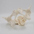 thumbnail image 5 of 1:1 Female Pelvis Model,Life Size Female Pelvic Skeleton Model, Anatomy Model for Science Education, 5 of 5
