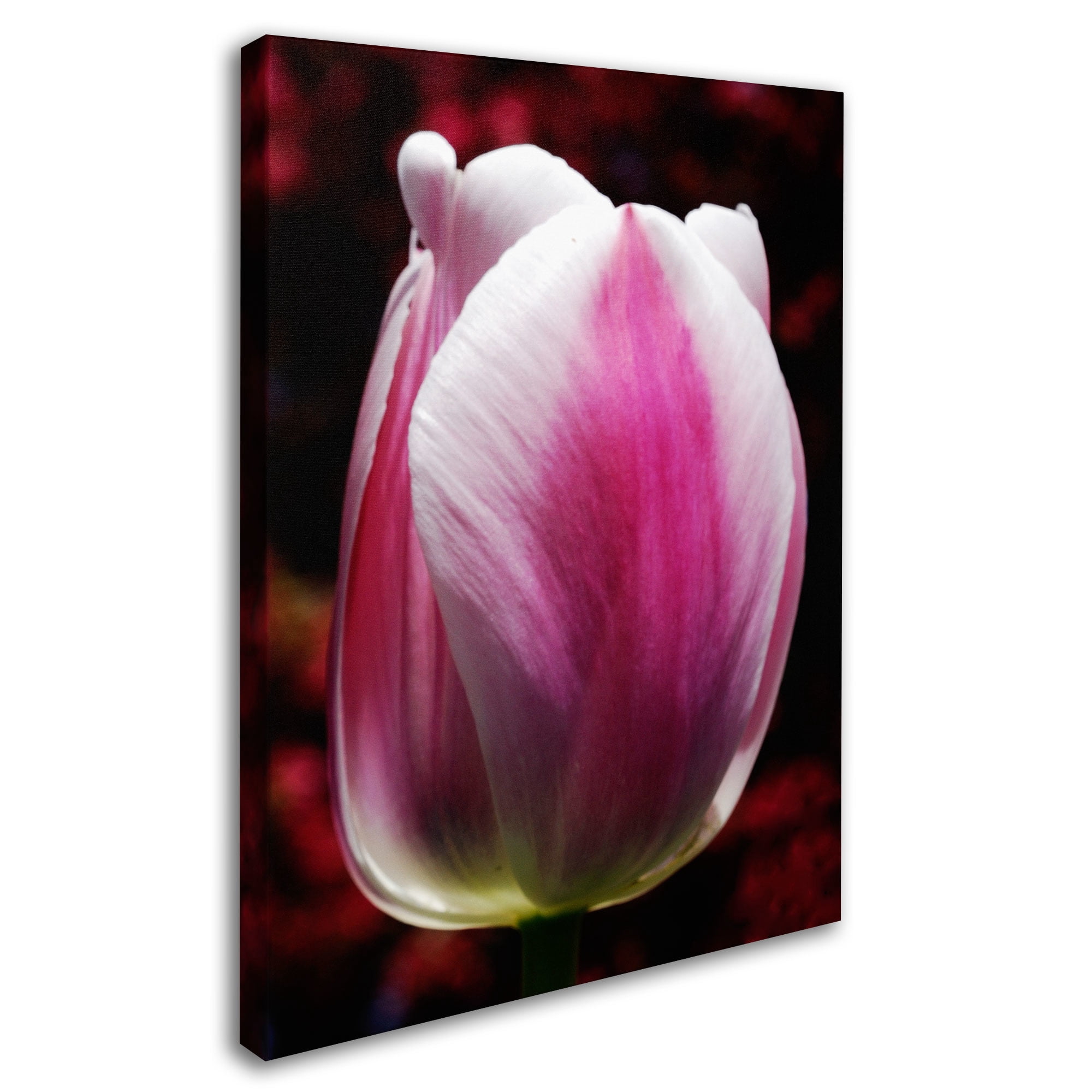 Trademark Fine Art "Perfect Pink and White Tulip" Canvas Wall Art by Kurt Shaffer