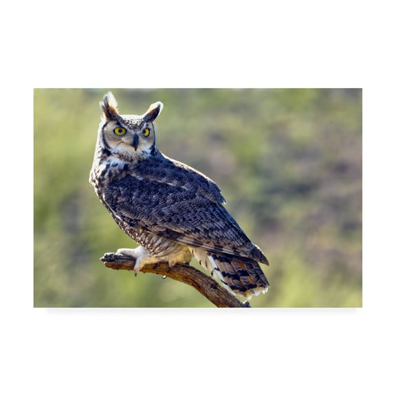 Trademark Fine Art 'Great Horned Owl On A Perch' Canvas Art by Mitch Catanzaro