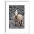 thumbnail image 2 of Wild Horse, Steens Mountains, Framed Art Print Wall Art by Ken Archer Sold by Art.Com, 2 of 5