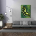 thumbnail image 4 of Epic Graffiti 'Malachite Butterfly' by Barbara Keith, Canvas Wall Art, 40"x54", 4 of 8