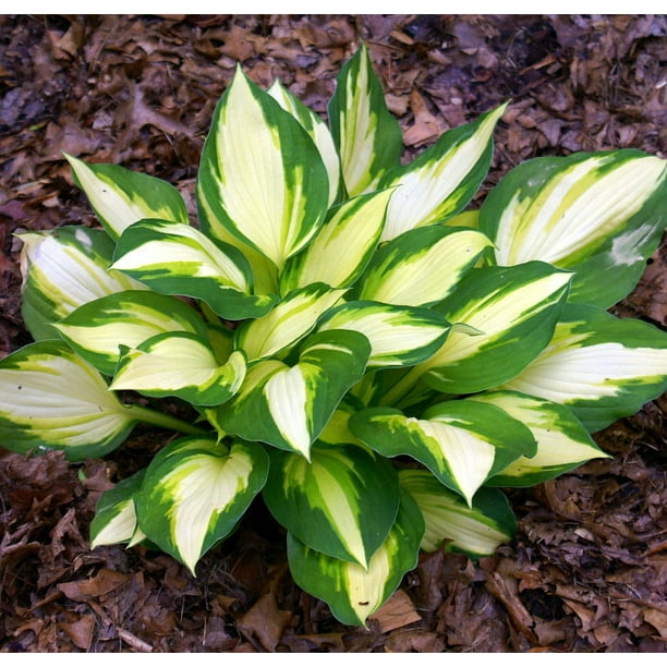 Color Festival Hosta - 4" Pot - 6" Long, Colorful Leaves - Walmart.com