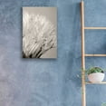 thumbnail image 6 of Epic Art 'Dandelion Jewels I' by Lori Deiter, Acrylic Glass Wall Art, 16"x24", 6 of 10
