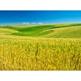 thumbnail image 2 of Eggers, Terry 18x15 White Modern Wood Framed Museum Art Print Titled - USA-Washington State-Palouse Region-Patterns in the fields of wheat, 2 of 4