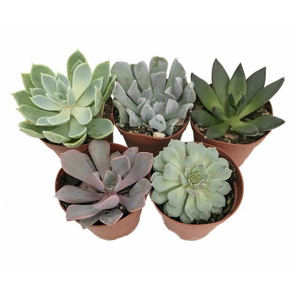 5 Different Desert Rose Succulent Plants - Echeveria - 2" Pots
