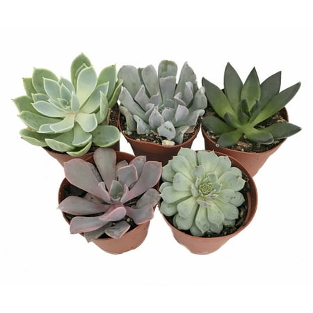 Echeveria Plant - 5 Different Desert Rose Succulent Plants - Echeveria - Easy to grow - 2