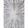 thumbnail image 2 of Willett, Michael 12x14 White Modern Wood Framed Museum Art Print Titled - Deciduous Canopy I, 2 of 4