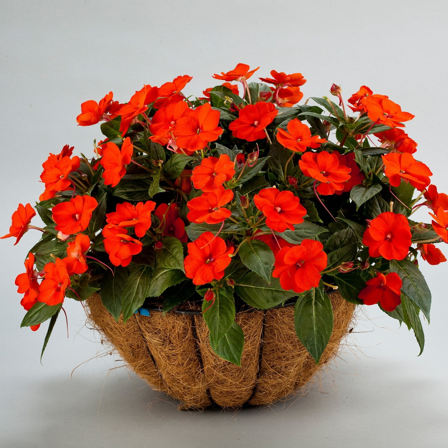 2.5 in. Impatiens Compact Electric Orange SunPatiens Live Annual with Part Sun (3-Pack)