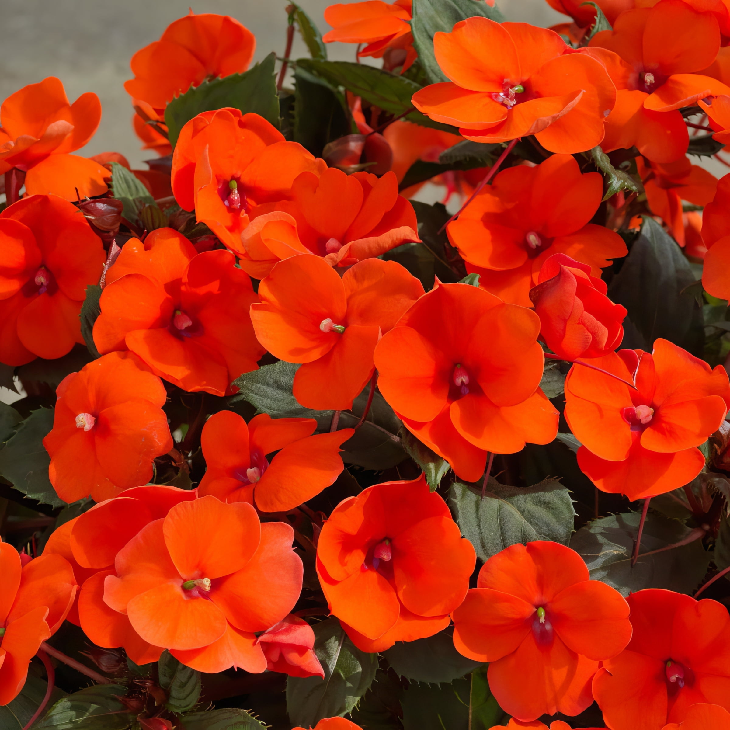 2.5 in. Impatiens Compact Electric Orange SunPatiens Live Annual with Part Sun (3-Pack)