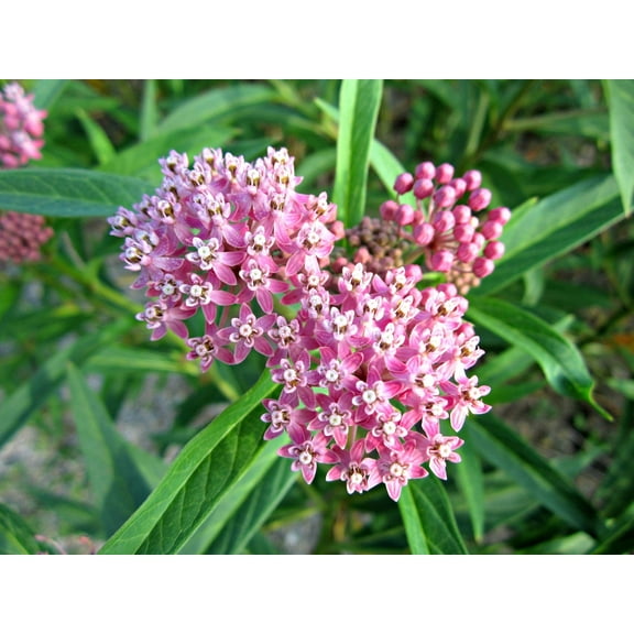 100 PINK MILKWEED Common Asclepias Syriaca Monarch Flower Seeds