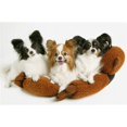 thumbnail image 1 of Three Dogs Poster Print by Don Hammond, 34 x 22 - Large, 1 of 1