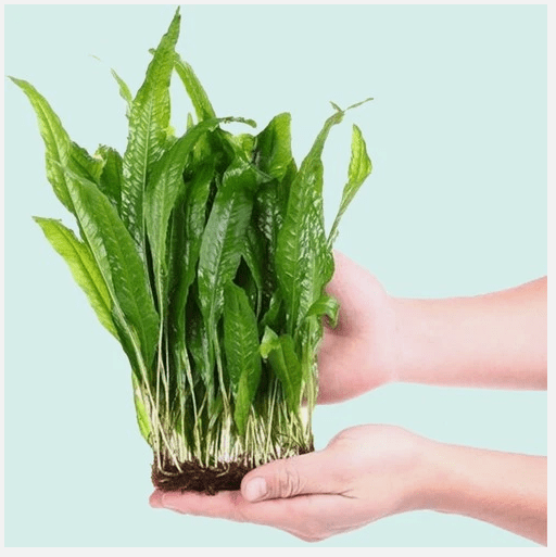Java Fern on Half Mat – Live Aquarium Plant for Freshwater Tanks, Easy Low Light Plant