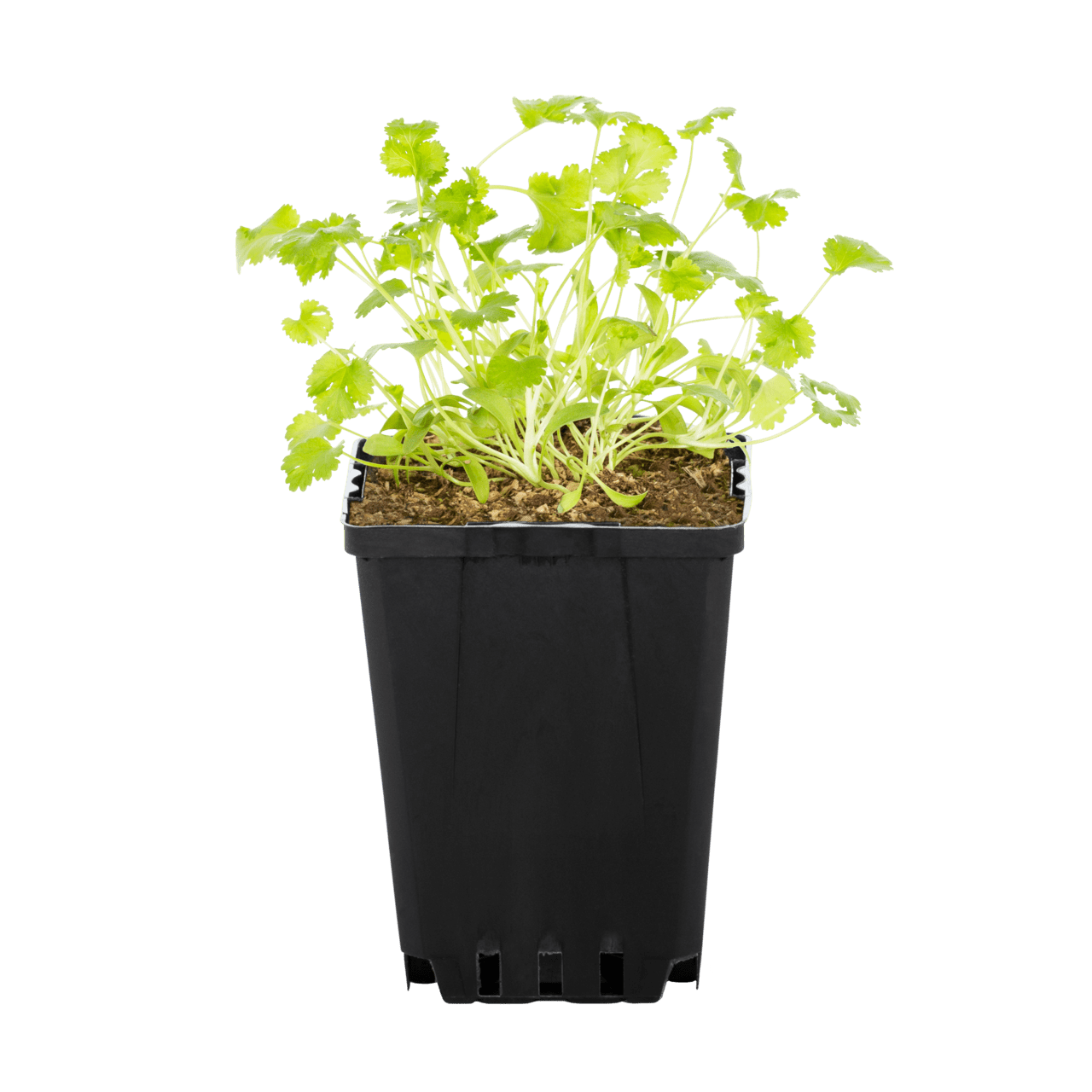 Expert Gardener 1PT Cilantro Live Edible Plant Sun 6-Pack