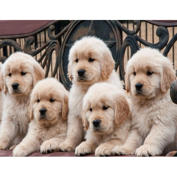 GOLDEN RETRIEVER Dog Puppy Family Birthday Cake Topper Edible Frosting Image 1/4 Sheet