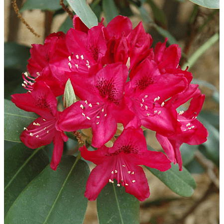 Nova Zembla Rhododendron - Best Red - 2.5