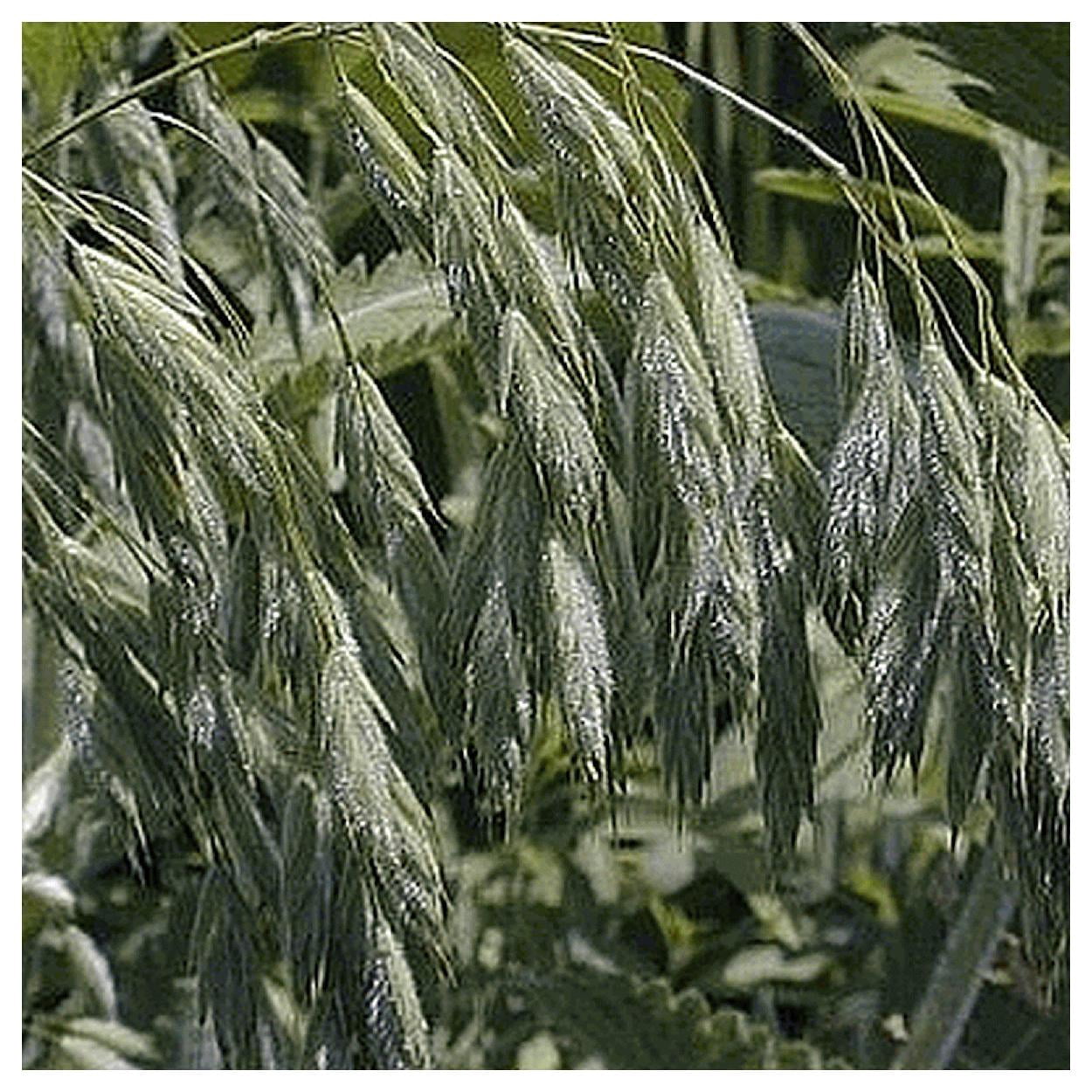 Everwilde Farms - 1/4 lb Prairie Brome Native Grass Seeds - Gold Vault Bulk Seed Packet