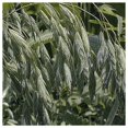 thumbnail image 2 of Everwilde Farms - 1/4 lb Prairie Brome Native Grass Seeds - Gold Vault Bulk Seed Packet, 2 of 2