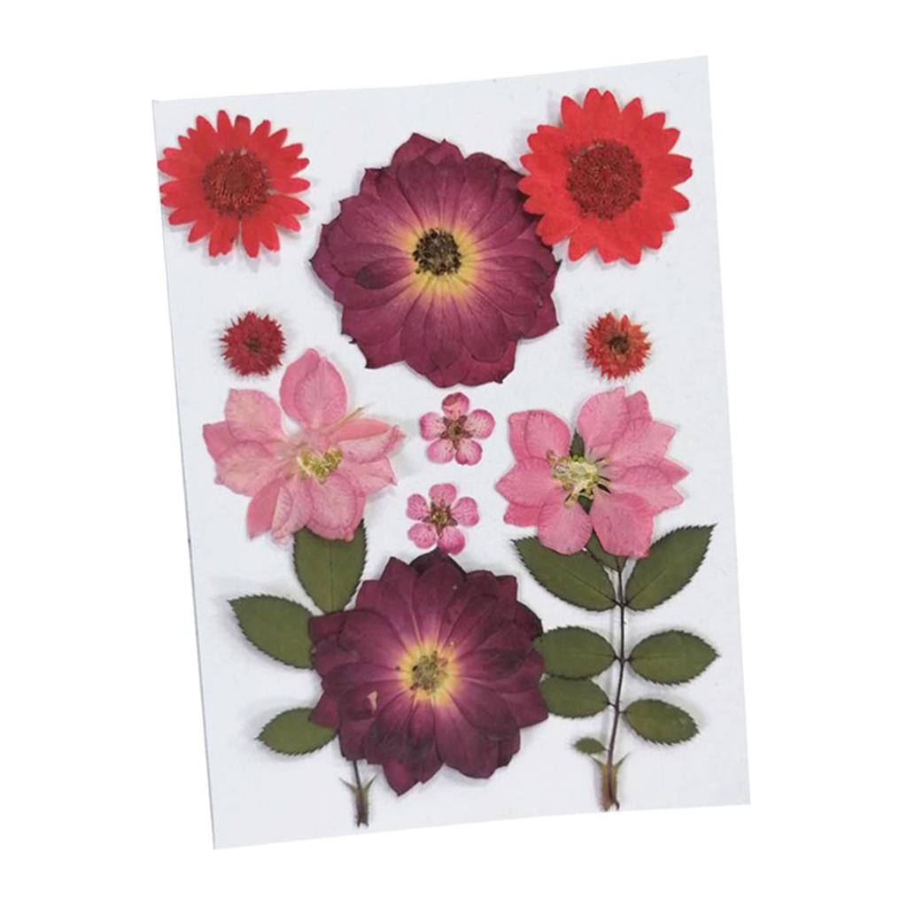 FVDPWYE 6Pcs Real Pressed Dried Flower Leaves for DIY Scrapbooking CardMaking Art Crafts