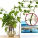 thumbnail image 3 of Plant Climbing Wall Fixture Clips,100Pcs Plant Fixer Self-Adhesive Hook,Garden Vegetable Plant Support Binding Clip Invisible, 3 of 5